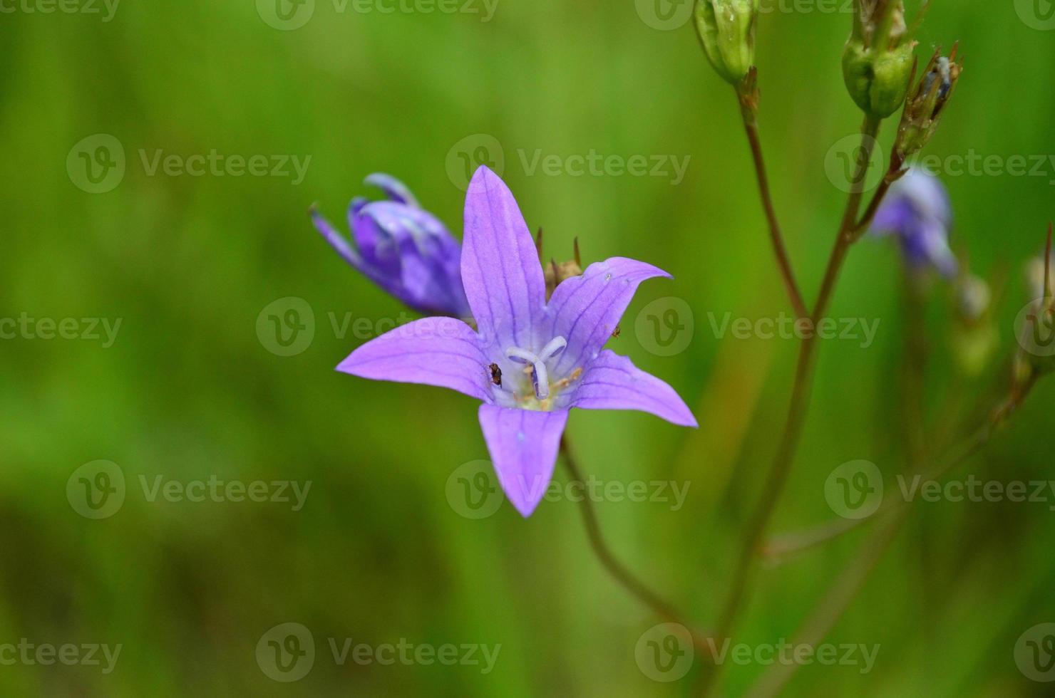 Field lilac flower on green background photo
