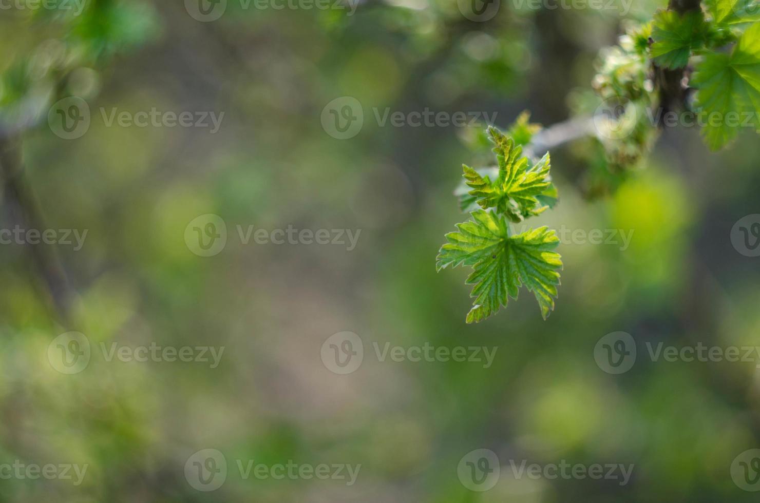 Young green shoots on the tree in spring. Free space for inscription photo