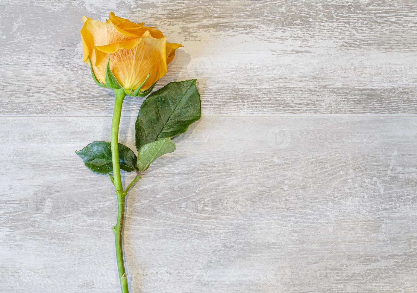 Beautiful yellow rose on a gray background. photo
