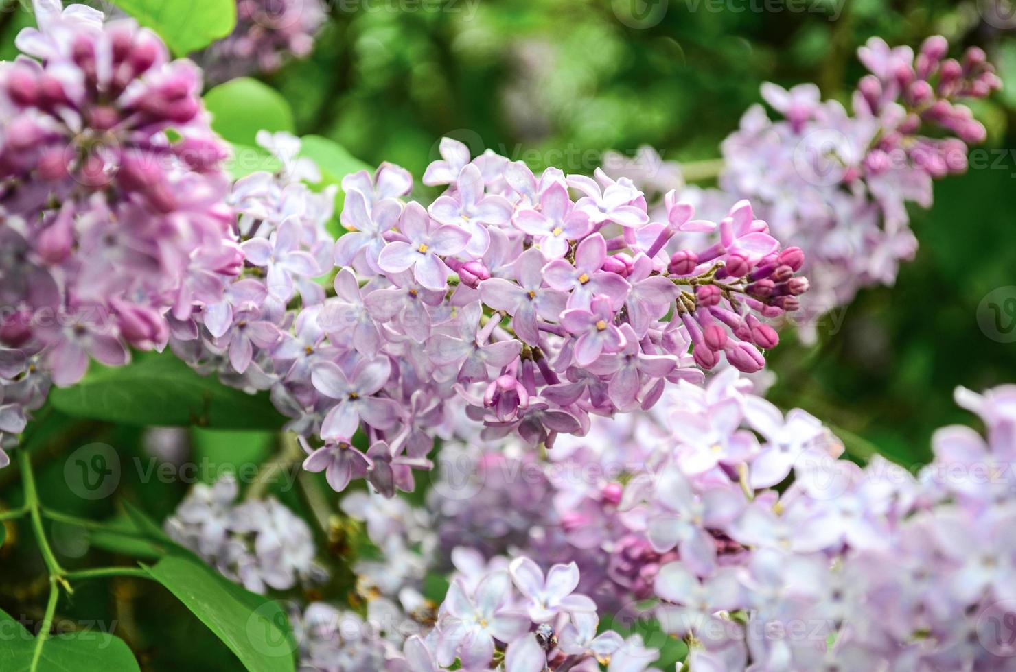 lilac flowers grow on a bush on a sunny day photo