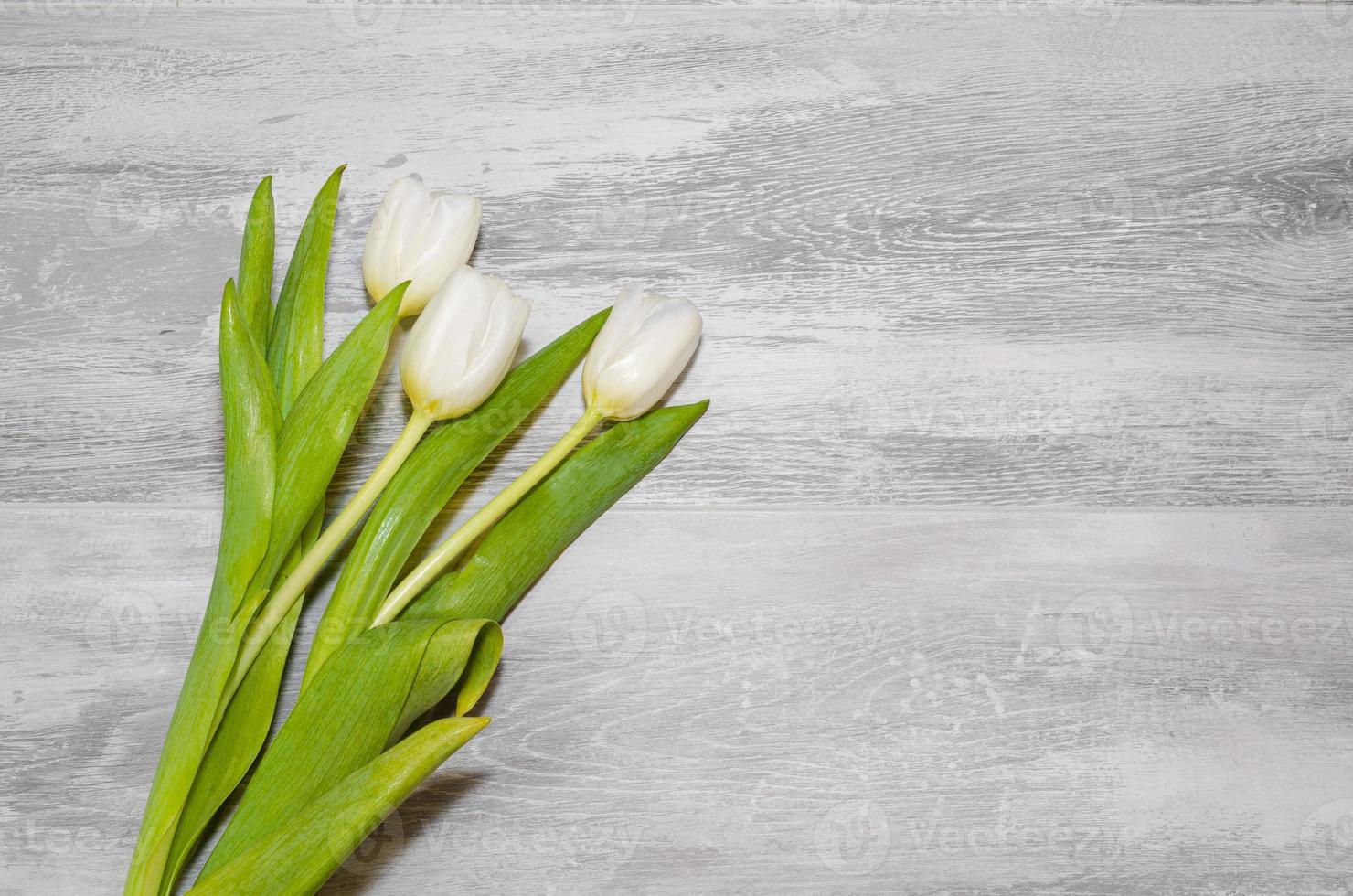 Bouquet of white tulips on a gray background photo