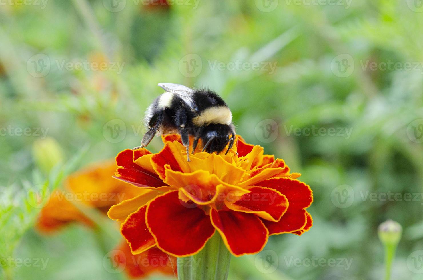 A bumblebee sits on a flower and collects pollen. Natural pollination of flowers. photo