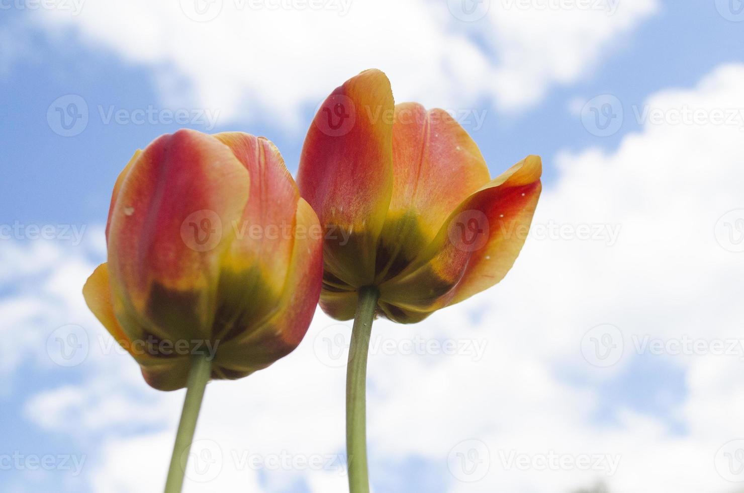 Yellow tulip against the blue sky. beautiful sun in the sky shines over the flower photo