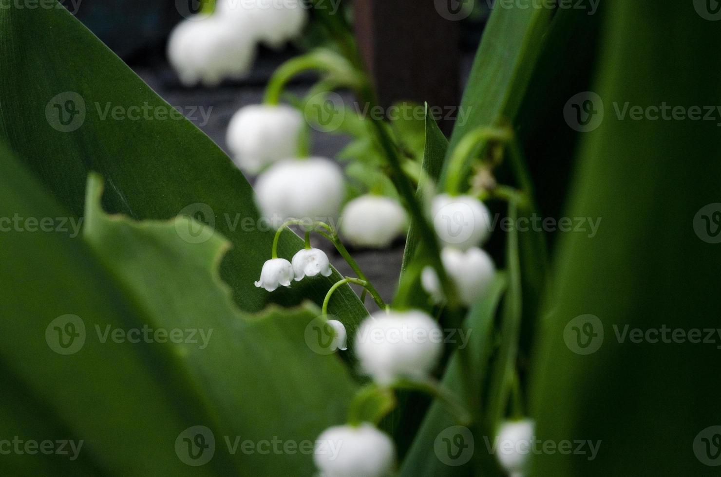 white lilies of the valley among the green leaves photo