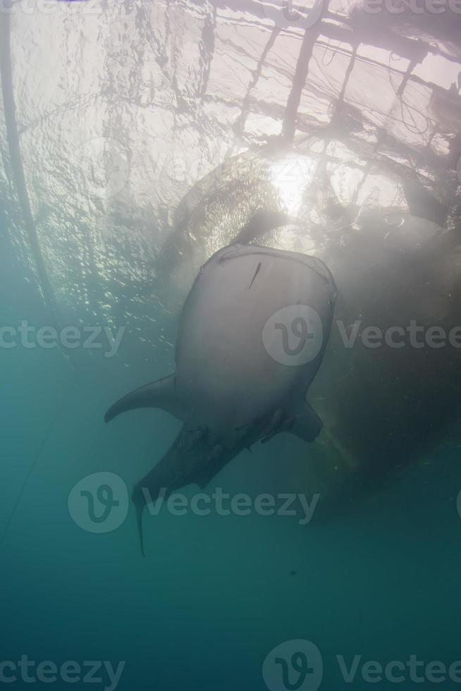 tiburón ballena de cerca retrato submarino foto