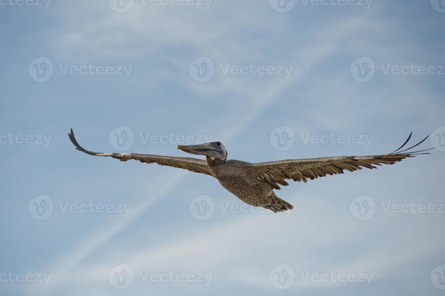 Pelican while flying photo