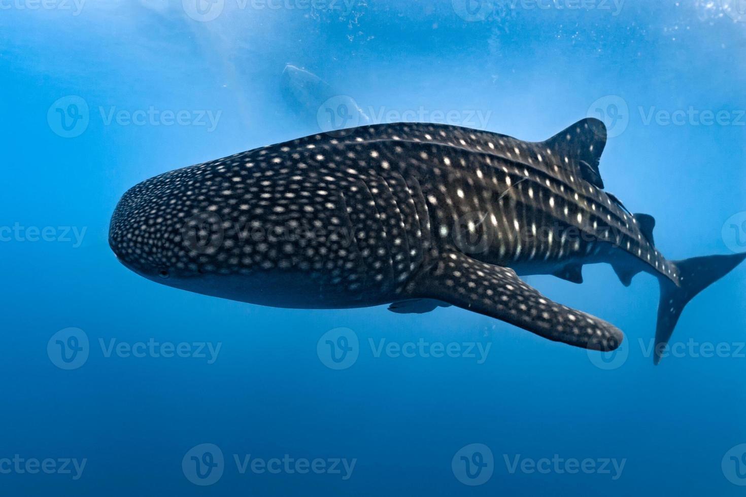 Whale Shark close up underwater portrait eating plancton 20174218 Stock