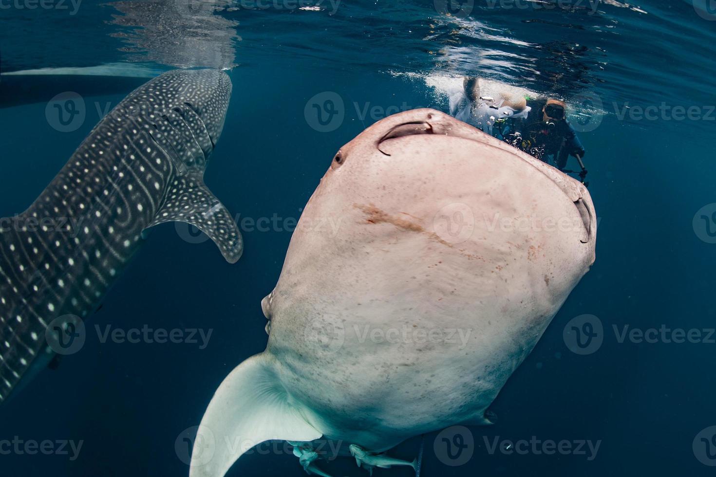Whale Shark underwater approaching a scuba diver in Indonesia 20174279