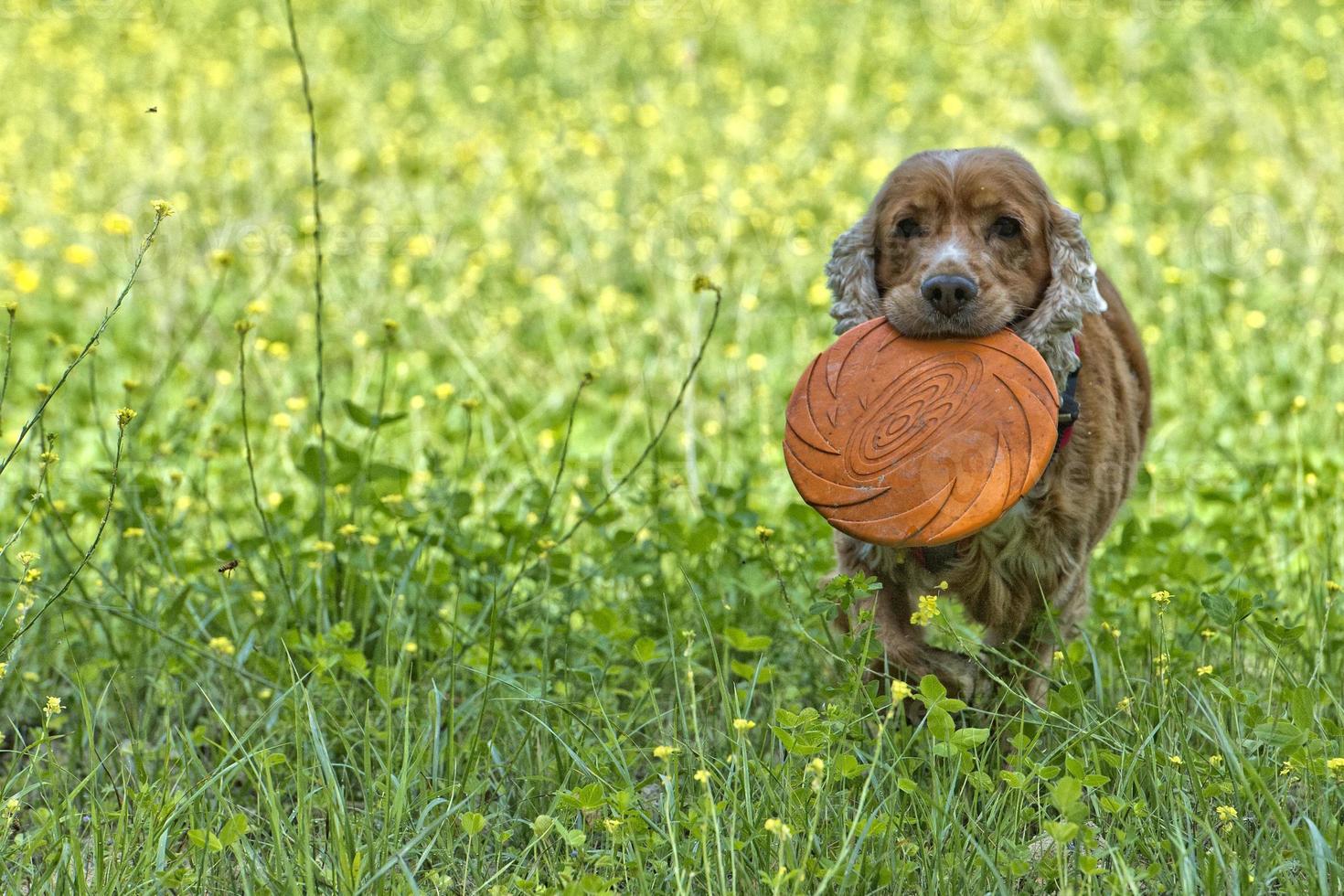 happy puppy dog running to you on green grass background photo