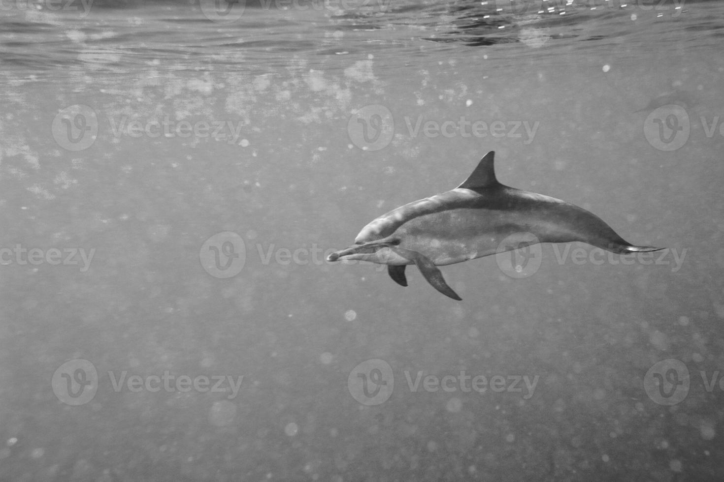 Dolphins while swimming underwater photo