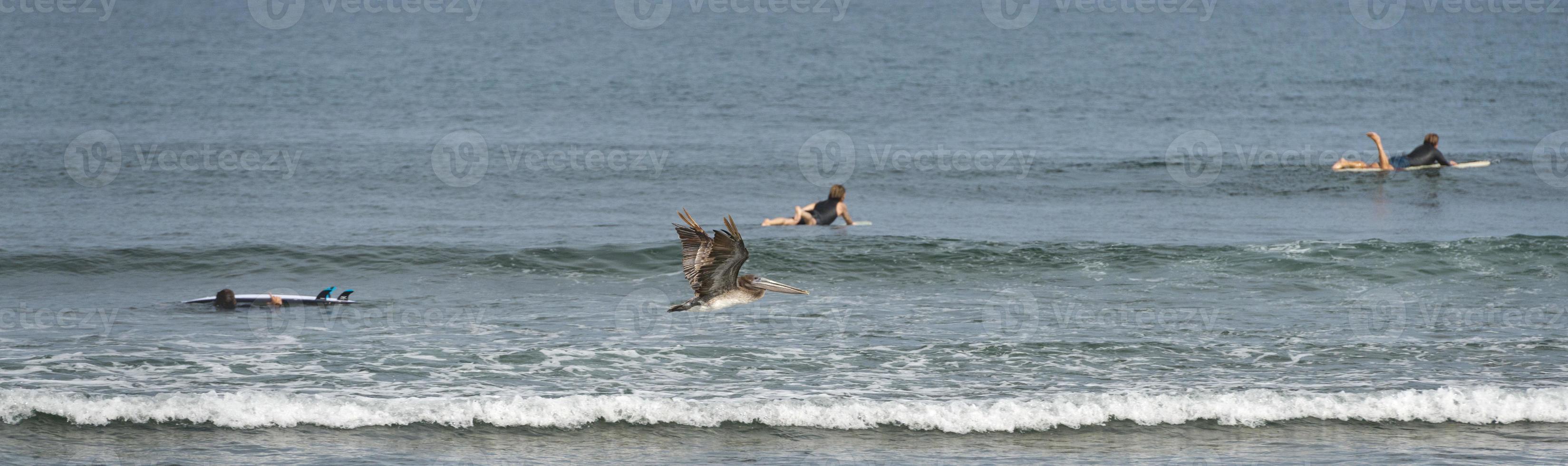 Pelican while flying near surfers on california beach photo