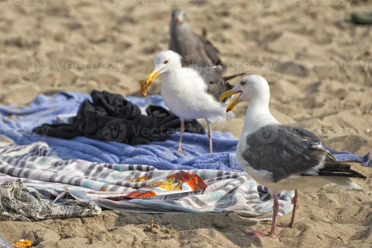 seagull on sandy beach while eating chips photo