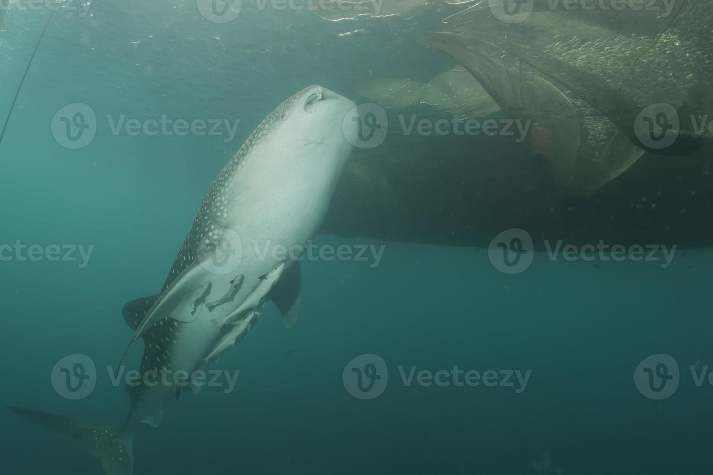 Whale Shark close up underwater portrait photo