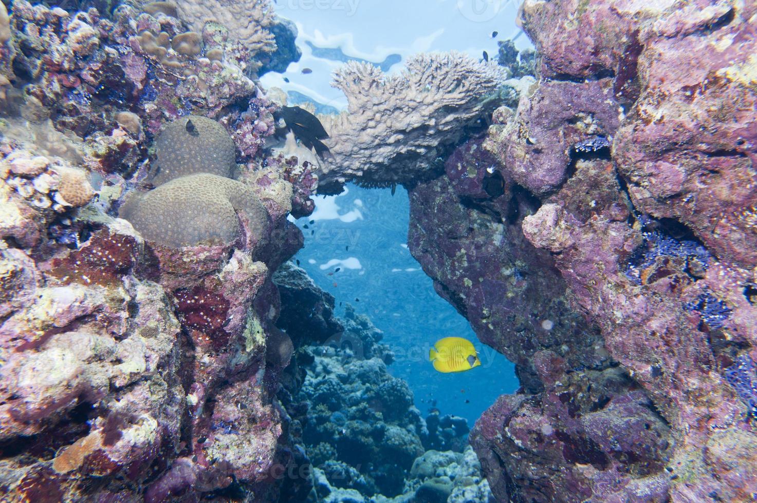 butterly angel fish yellow and blue in the reef background 20174413