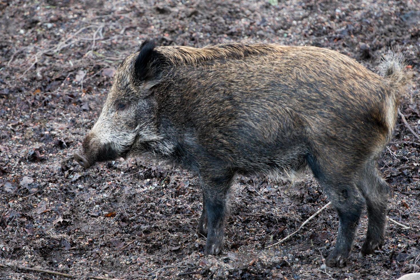 wild boar pork portrait photo