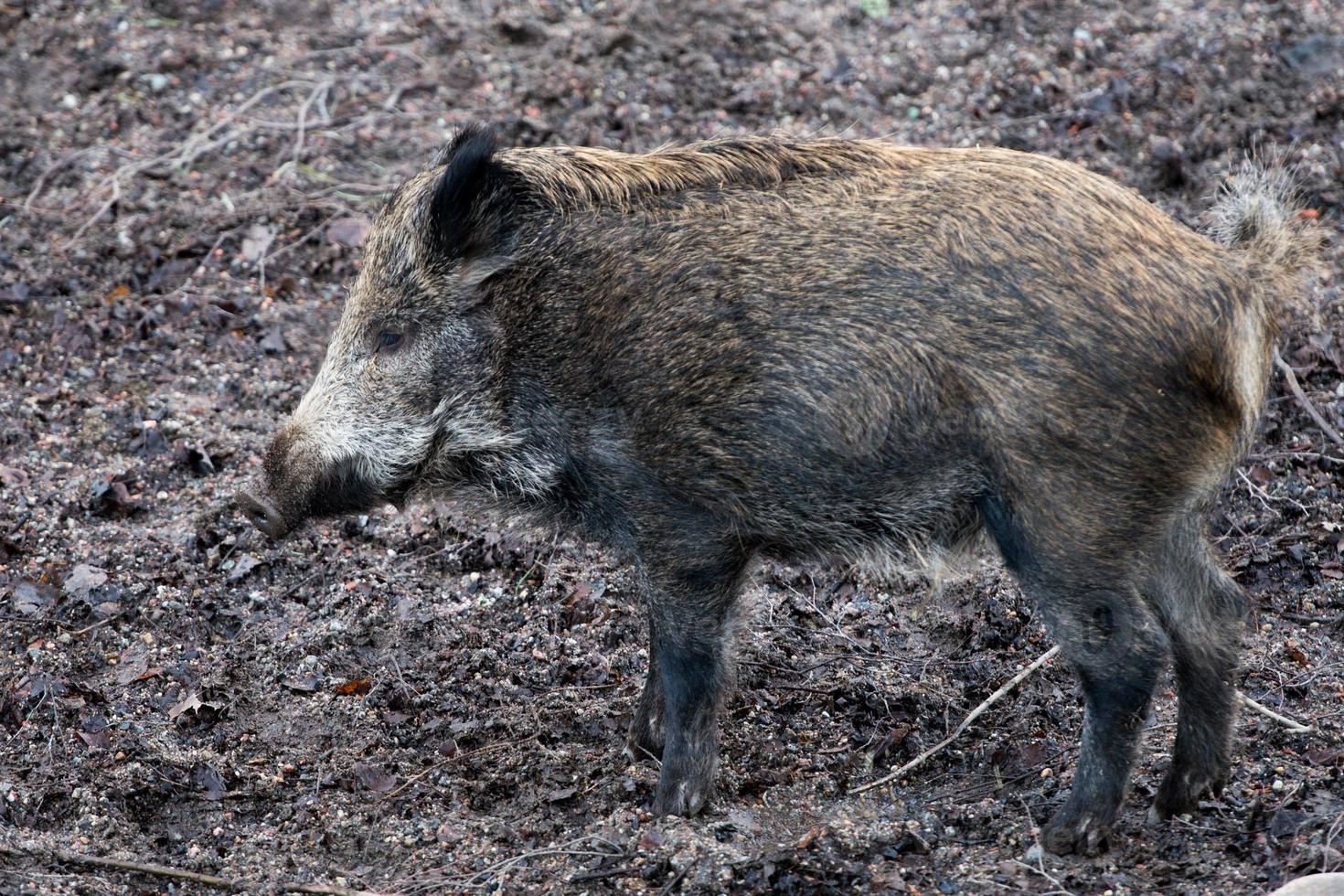 salvaje Jabali Cerdo retrato foto