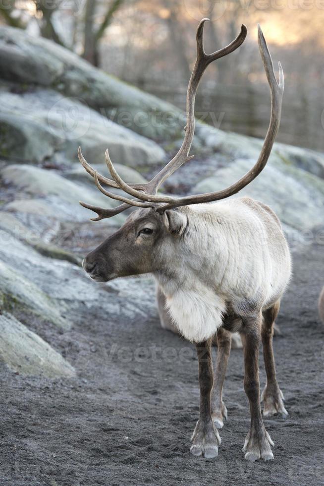 reindeer portrait in winter snow time photo