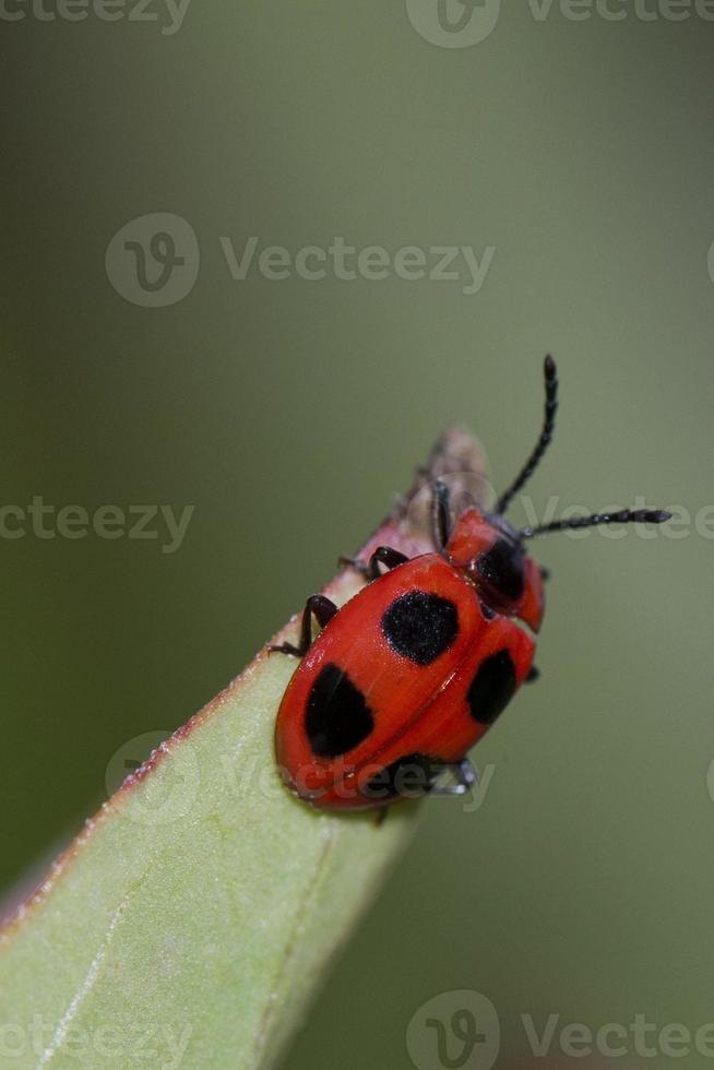 un mariquita colgando en un hoja foto