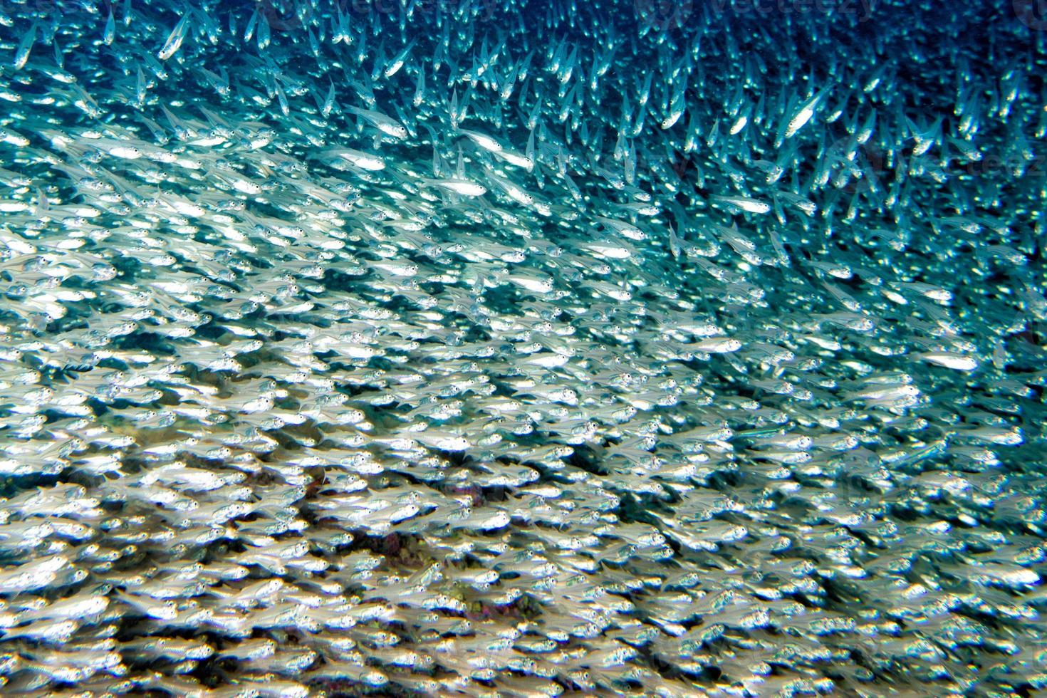 bola de cebo gigante de peces de vidrio que se mueve bajo el agua foto