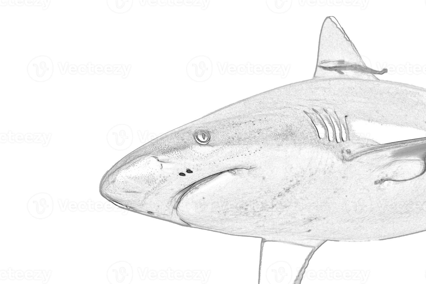 A sketched grey shark jaws ready to attack photo