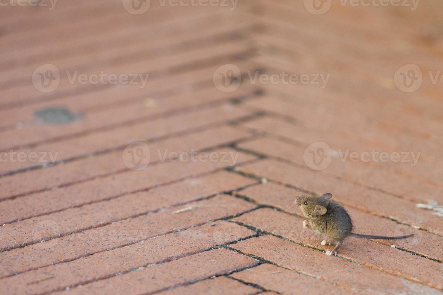 Mice very small young mouse photo