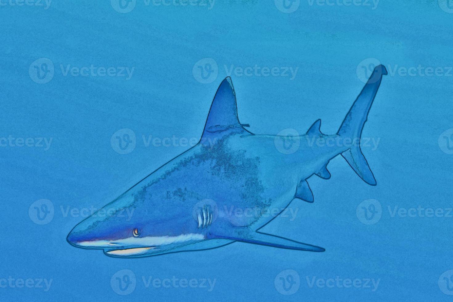 A grey shark sketched photo