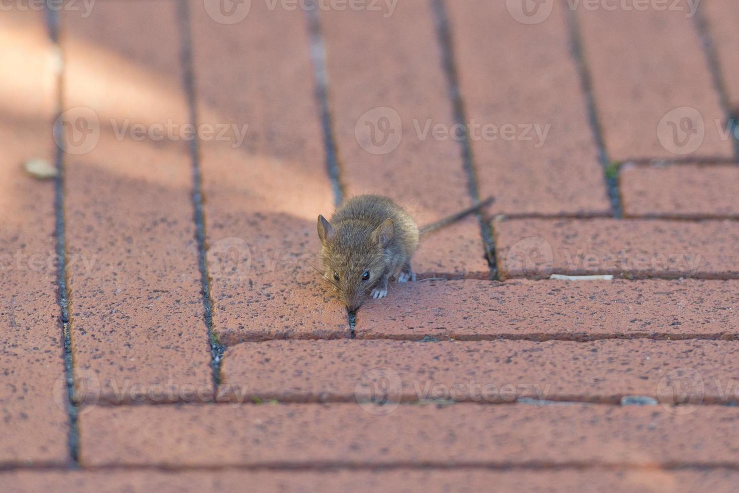 Mice very small young mouse photo