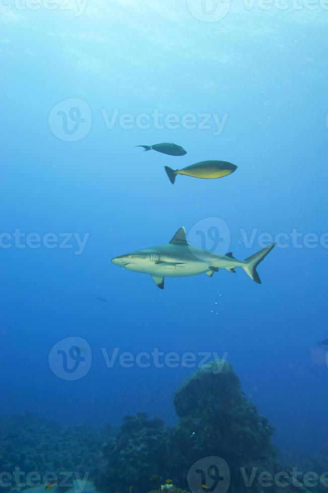 A grey shark jaws ready to attack underwater close up portrait photo