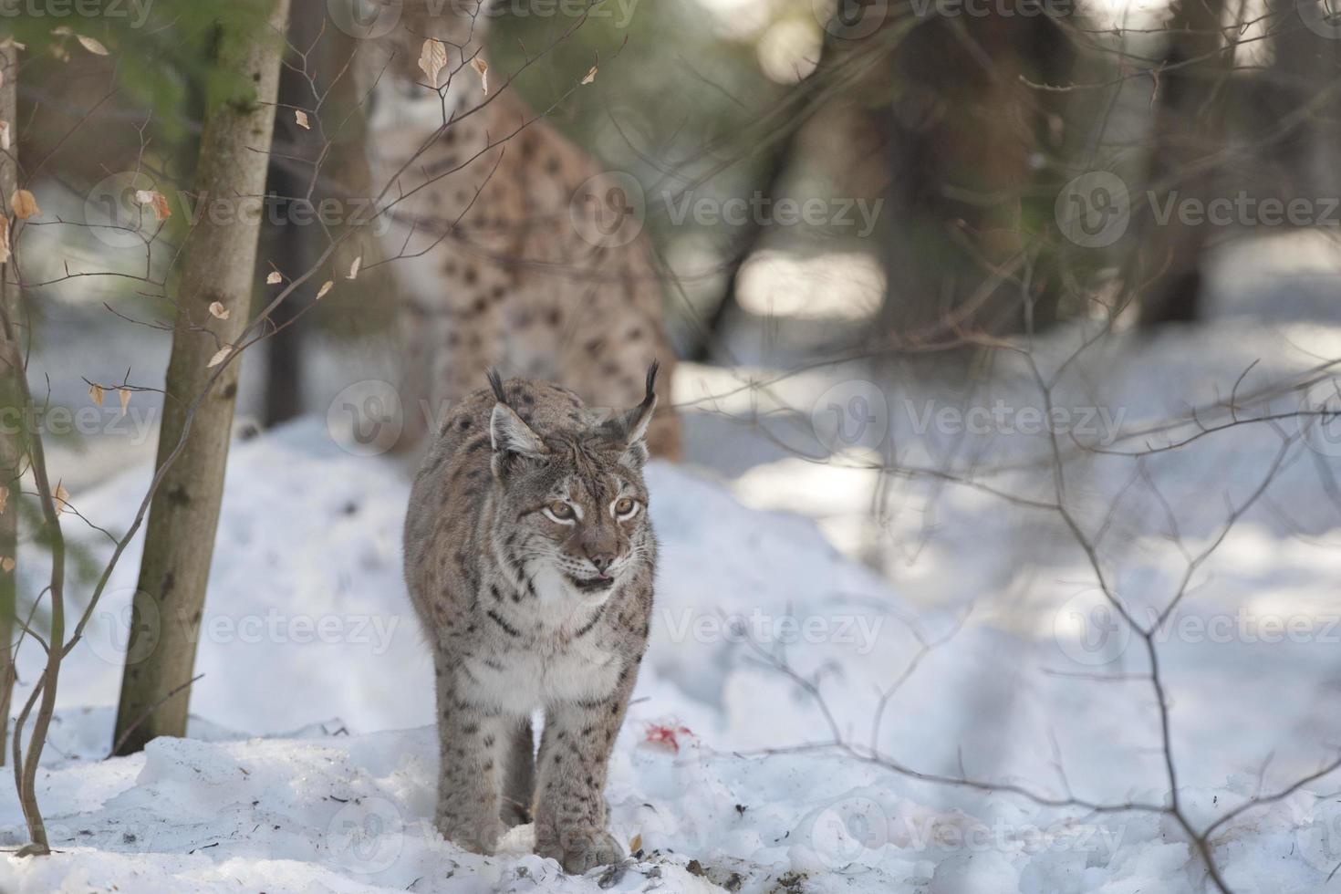 Lynx in the snow photo