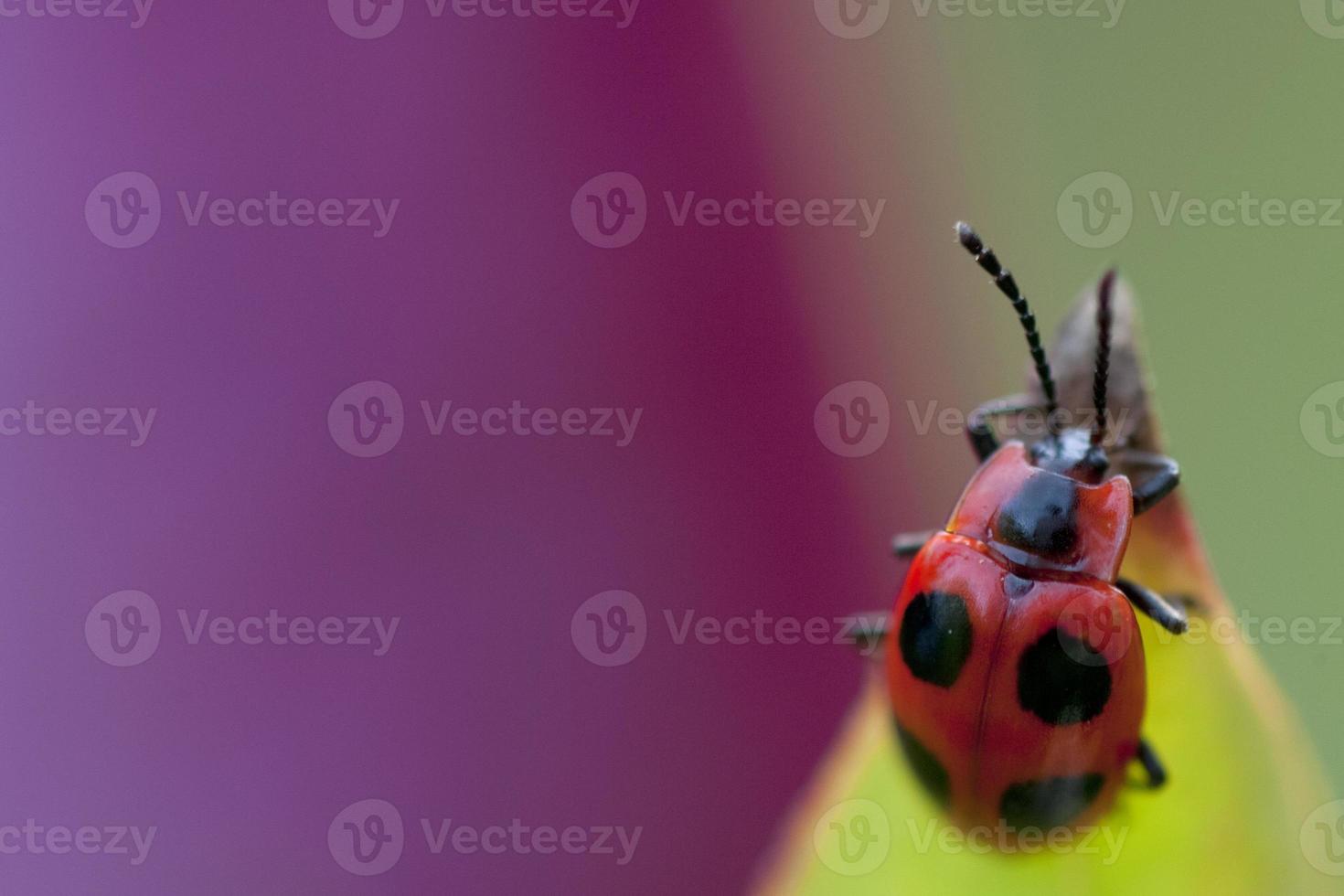 A ladybug hanging on a leaf photo