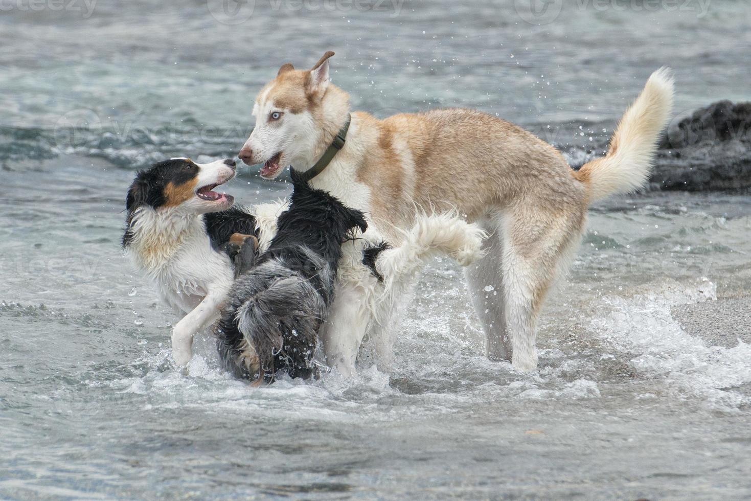 perros jugando en la playa foto