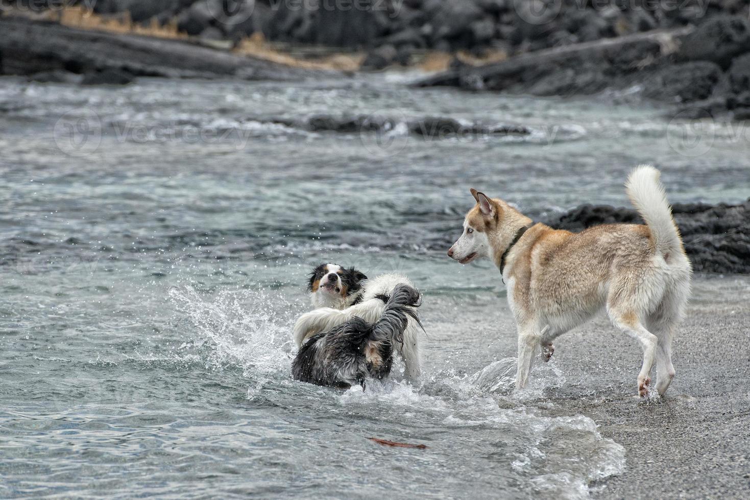 perros jugando en la playa foto