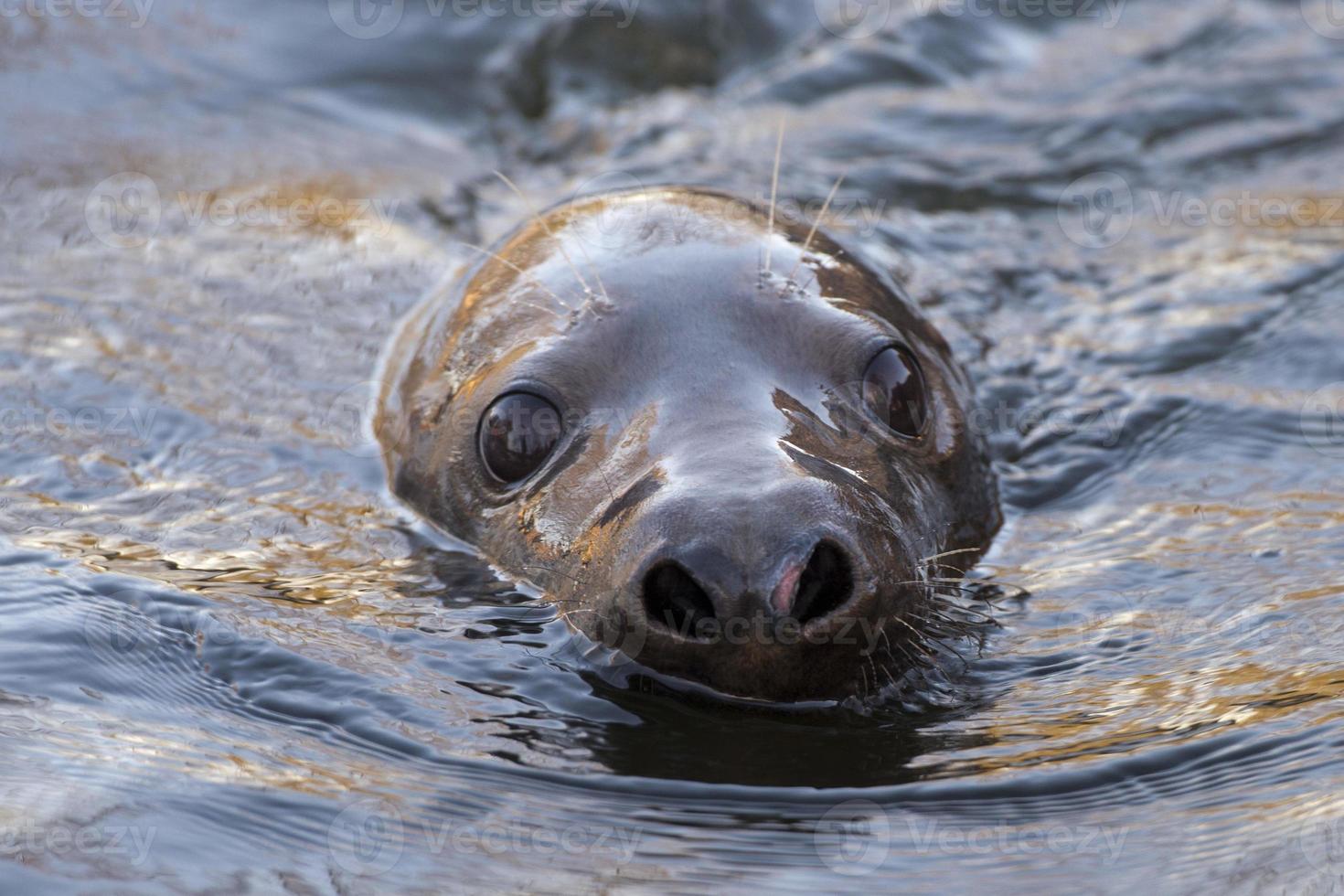 grey seal portrait photo