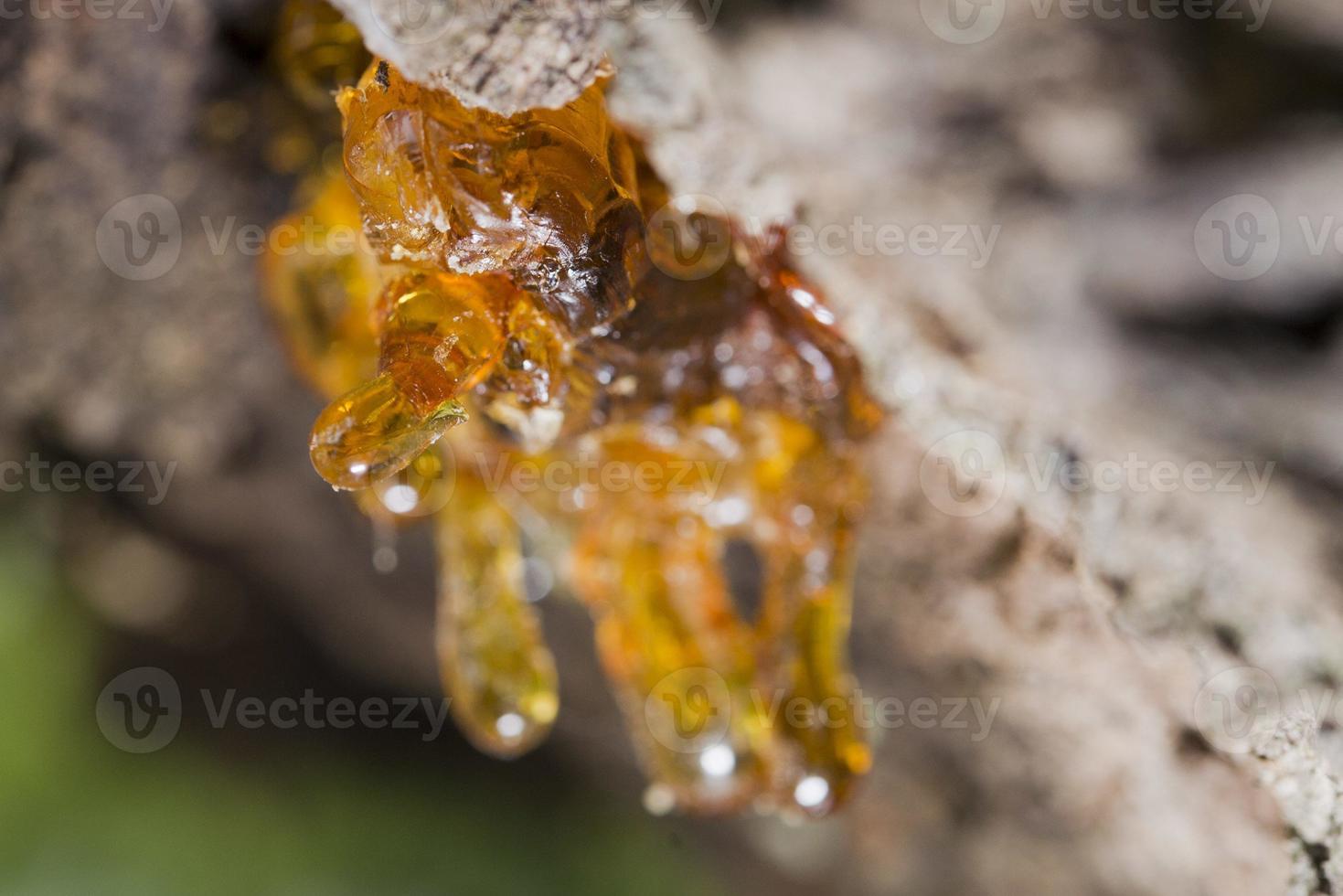 tree natural resin photo