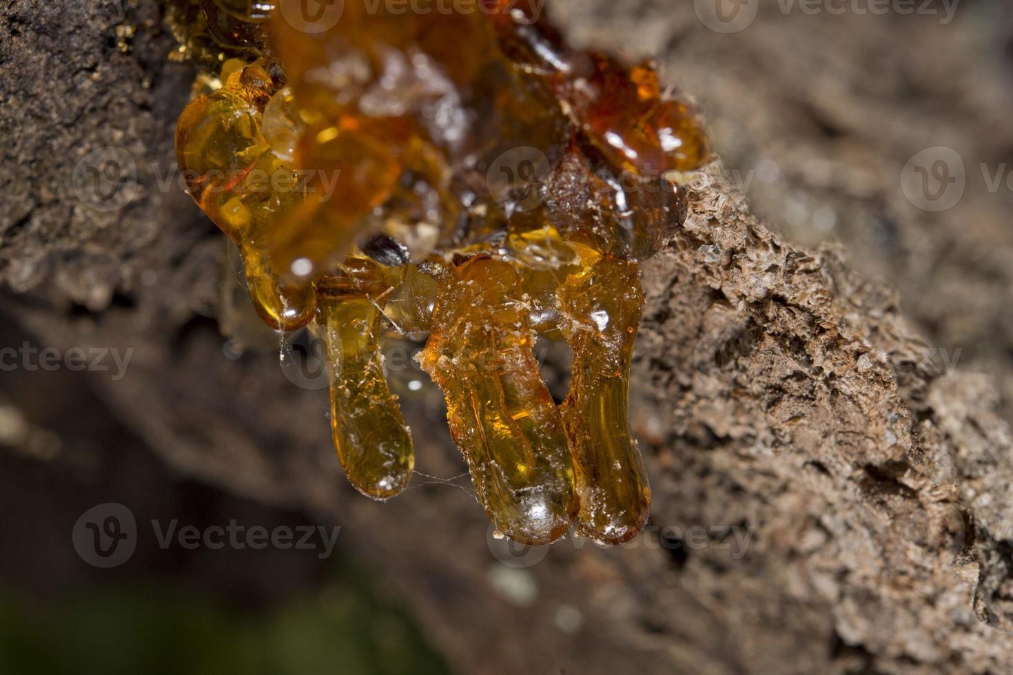 tree natural resin photo