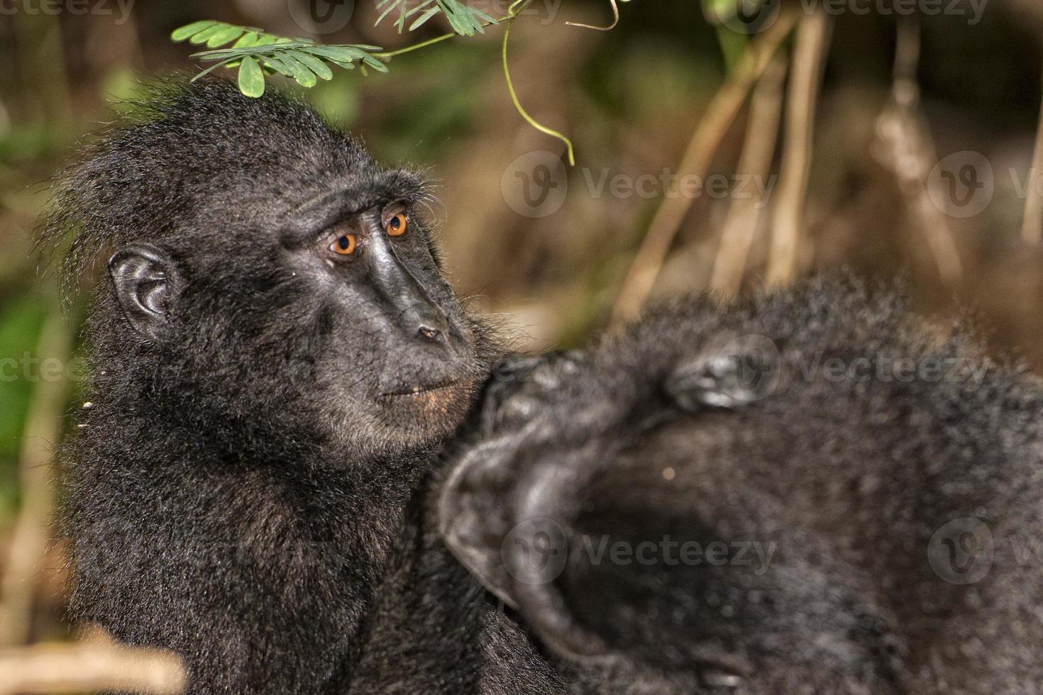 macaco negro con cresta mientras te mira en el bosque foto