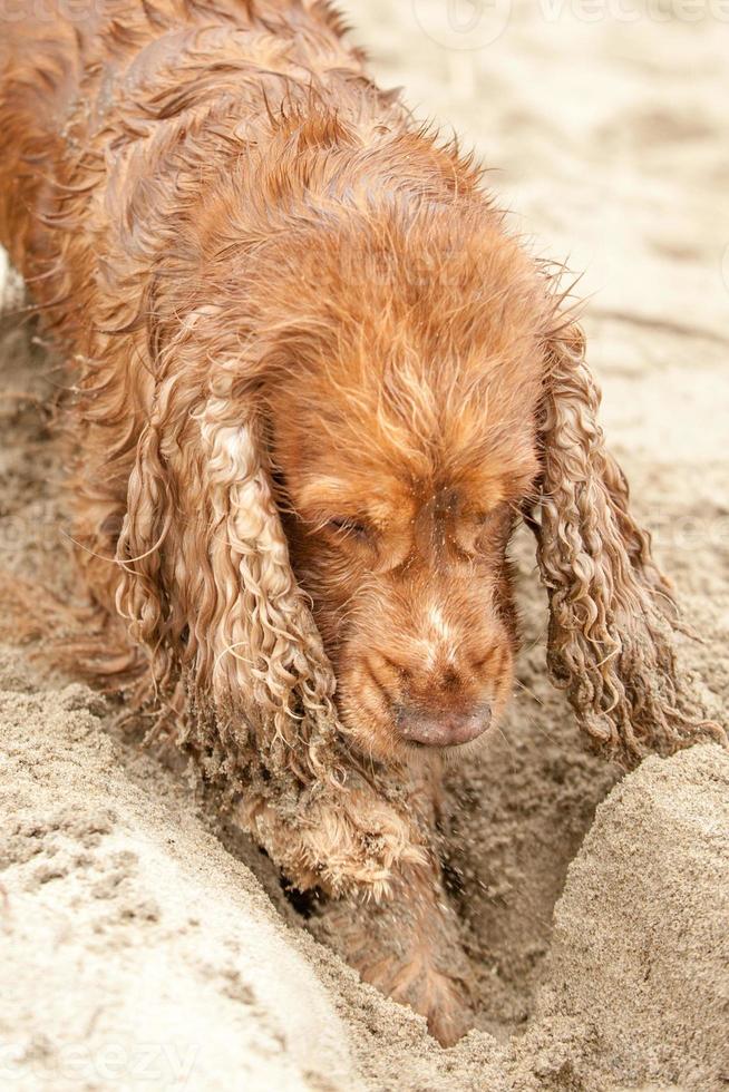 Newborn puppy English cocker spaniel dog digging sand photo