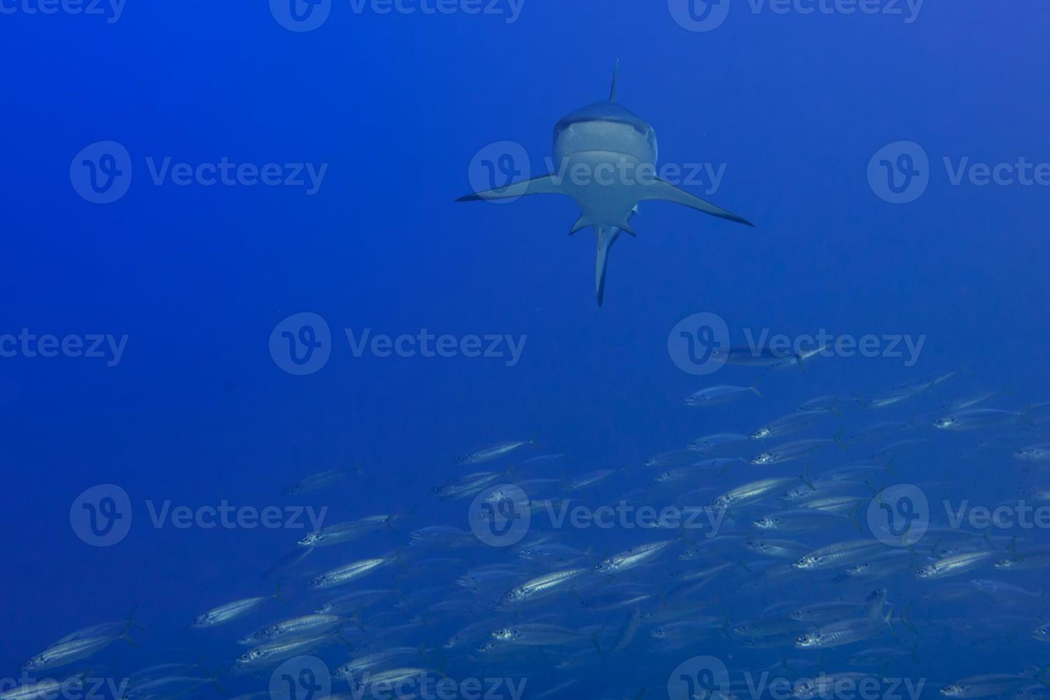 Grey shark jaws ready to attack underwater close up portrait photo