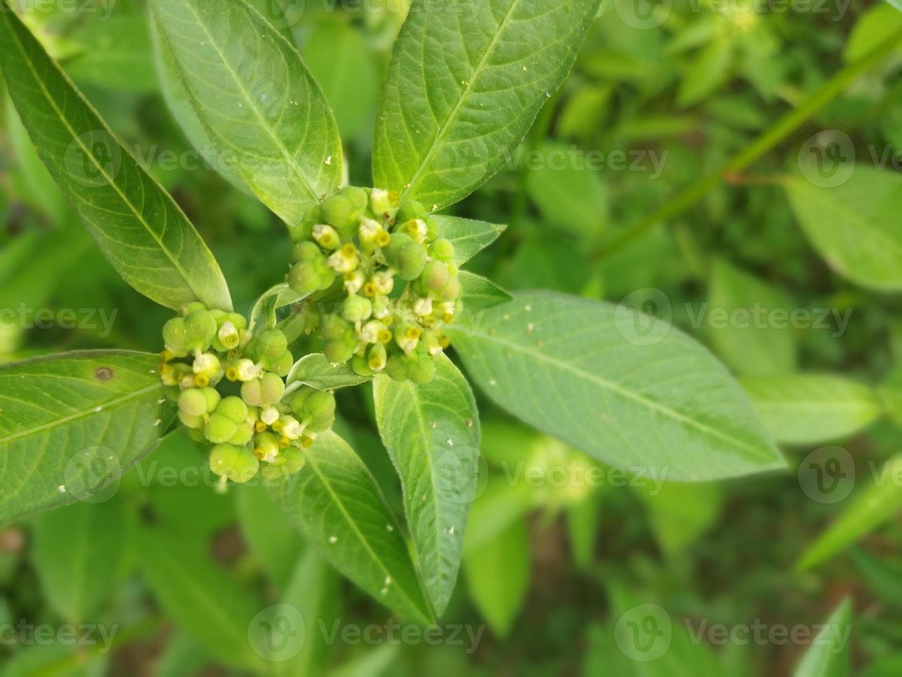 salvaje flor con Fresco verde hojas foto