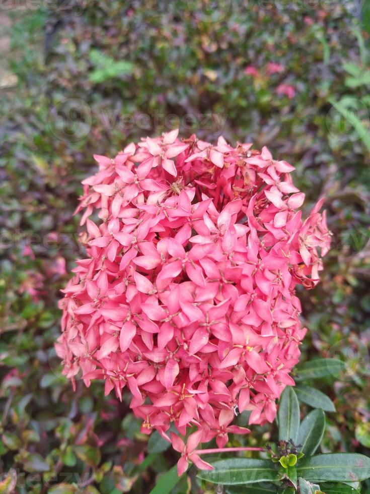 diciembre flores ese floración y son rosado foto