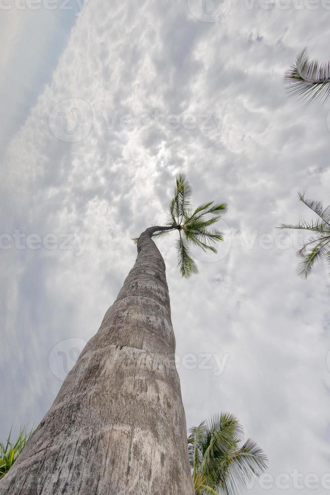 Coconut Palm Tree on tropical white sand beach photo