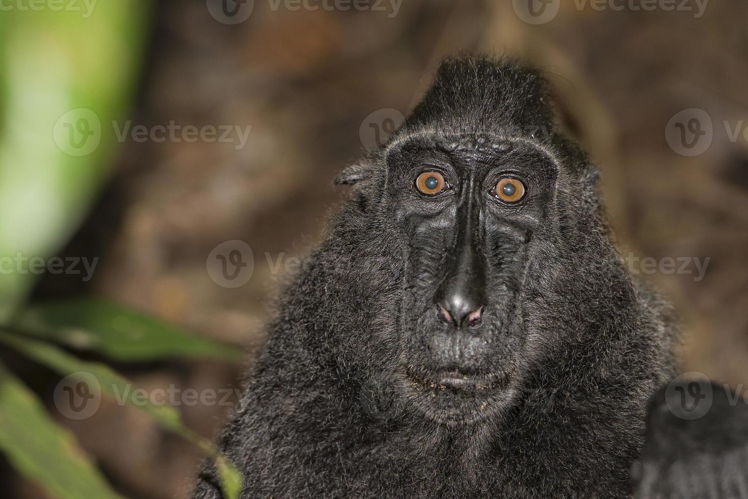 crested black macaque while looking at you in the forest photo