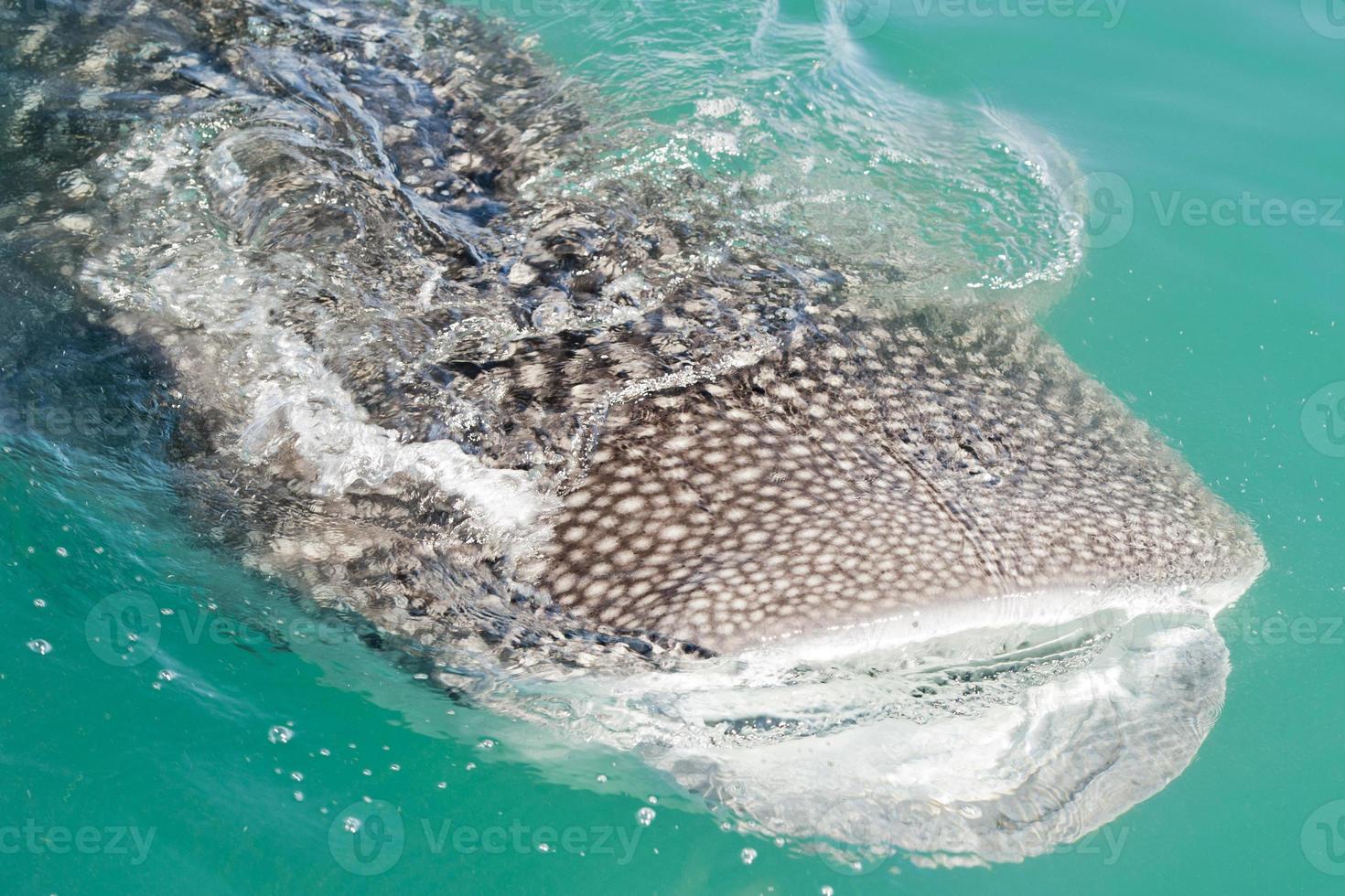 Whale Shark while eating photo