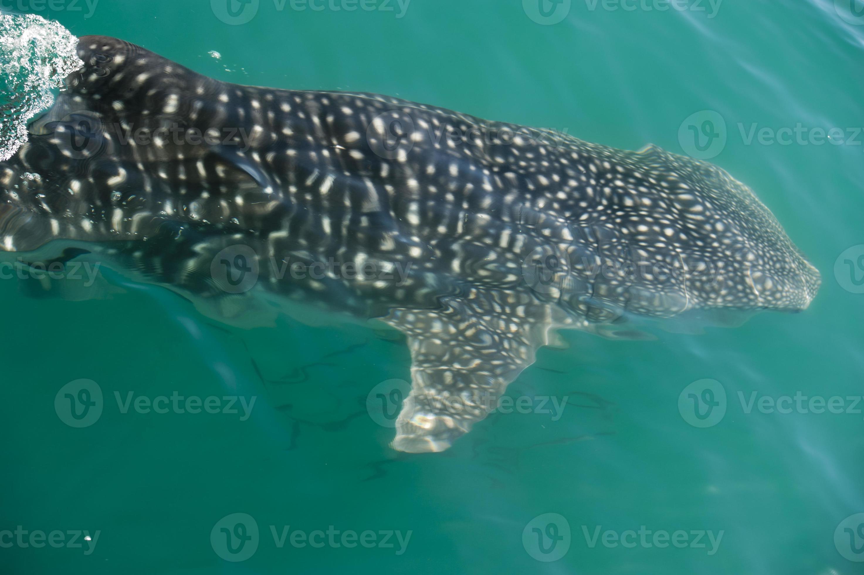 Whale Shark while eating 20177142 Stock Photo at Vecteezy