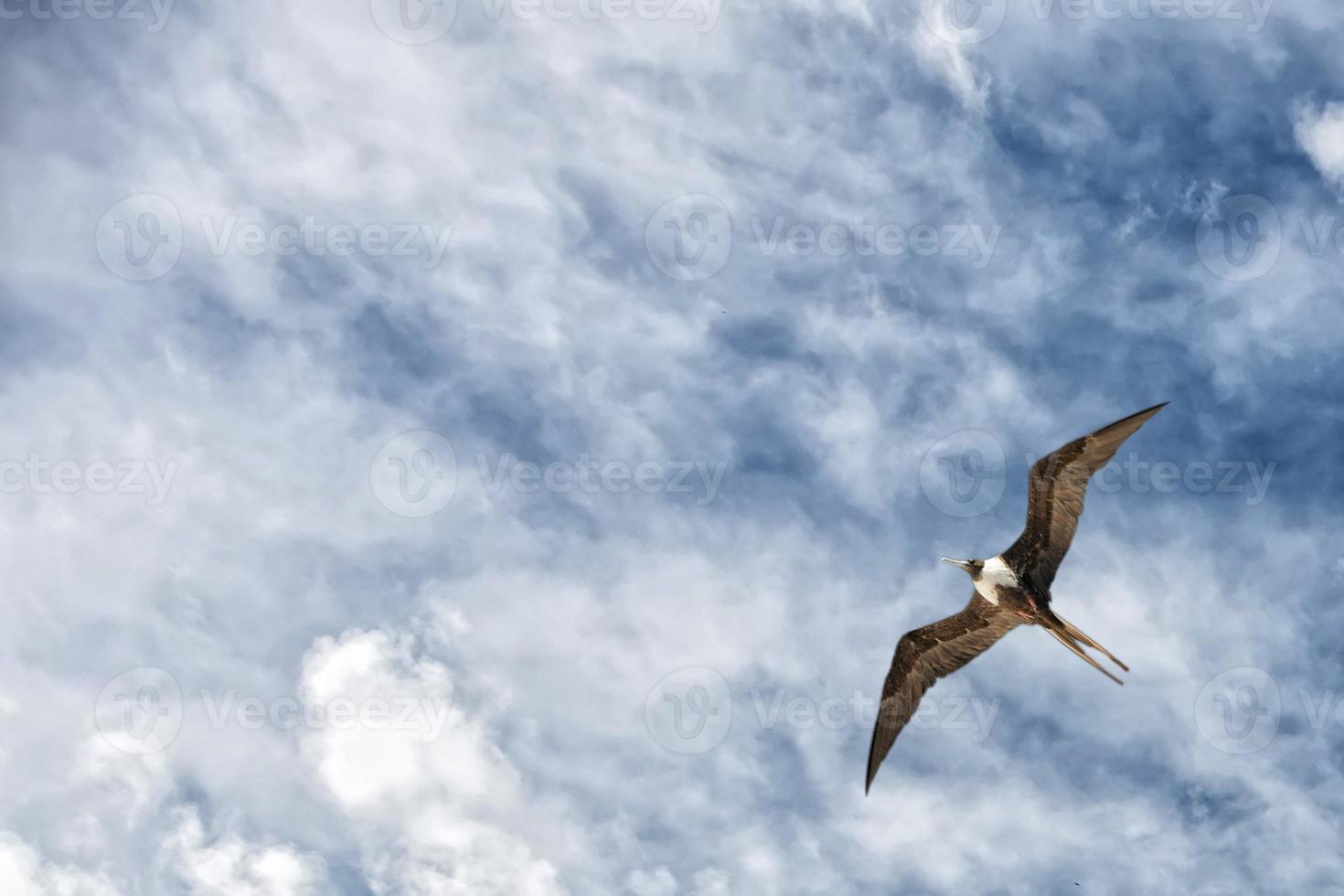 Gannet Bird while flying photo