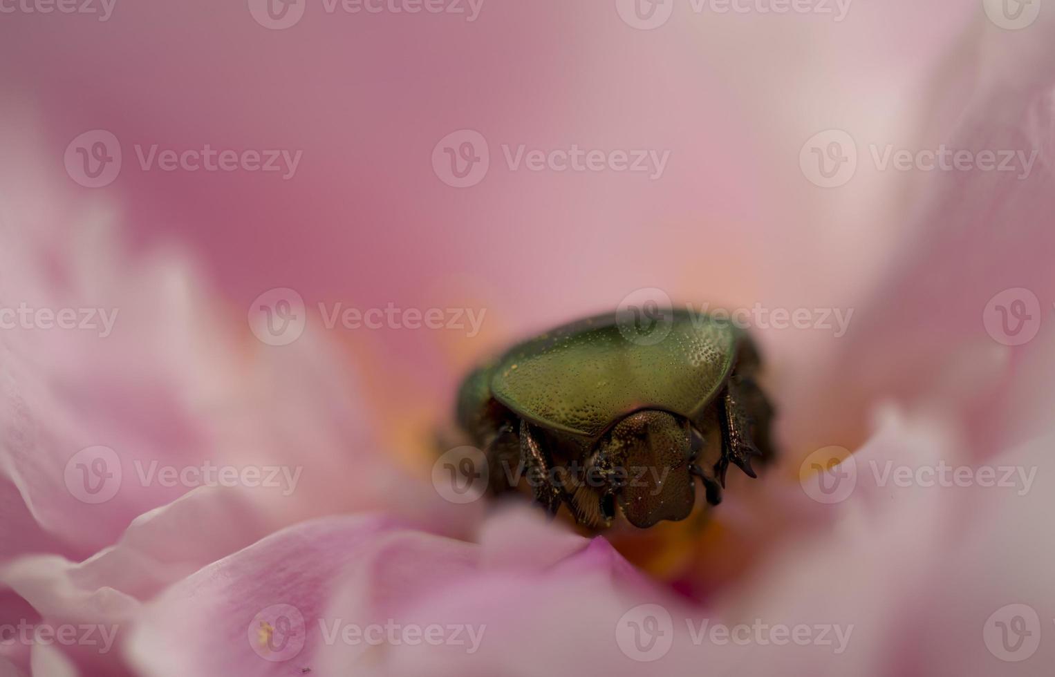 Metallic green beetle into pink flower photo