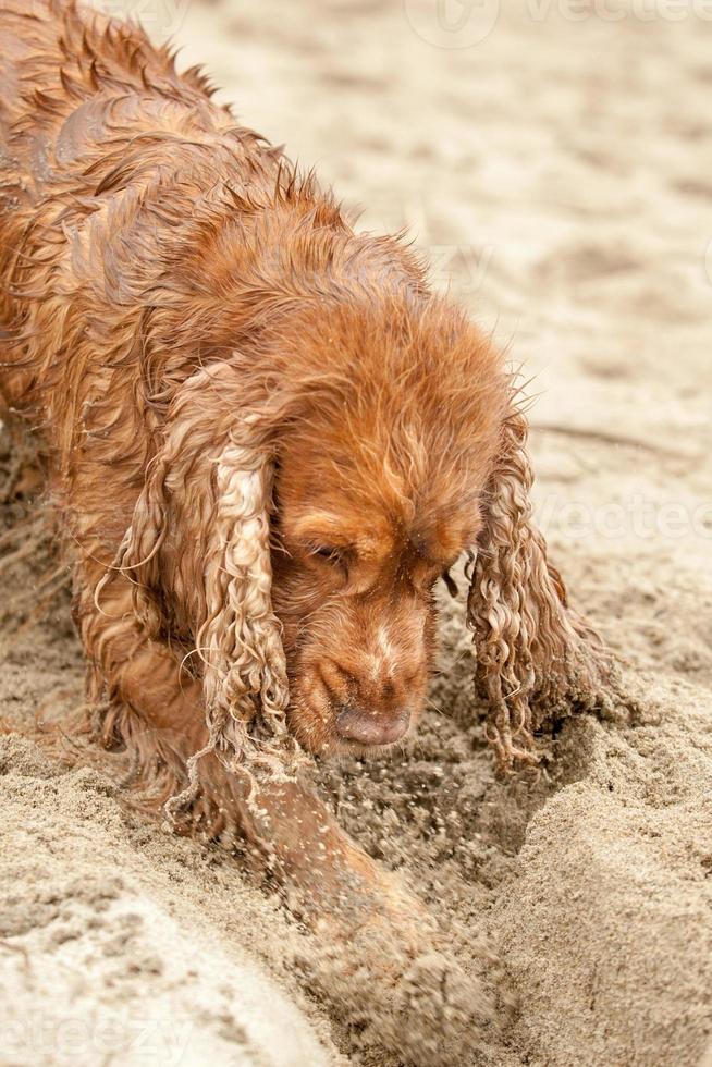 Newborn puppy English cocker spaniel dog digging sand photo