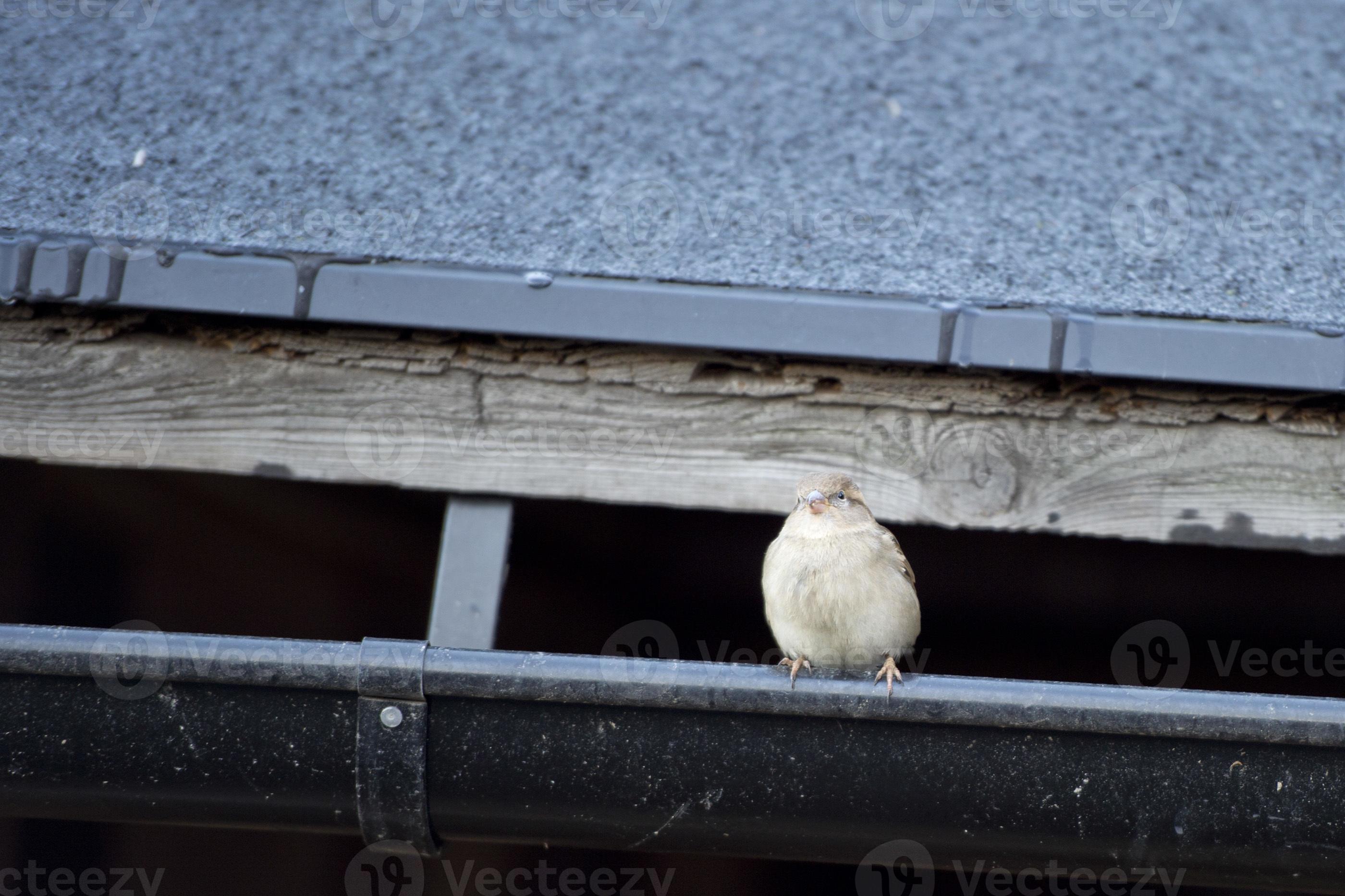 sparrow on gutter 20177240 Stock Photo at Vecteezy