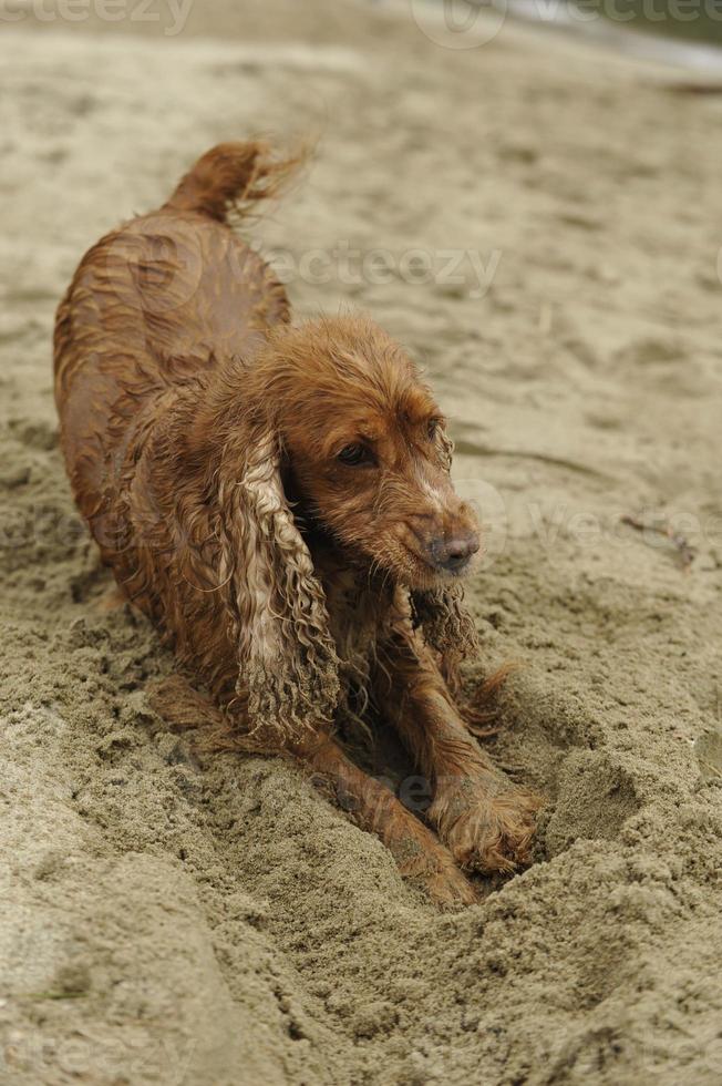 perro cocker spaniel inglés jugando en la playa foto