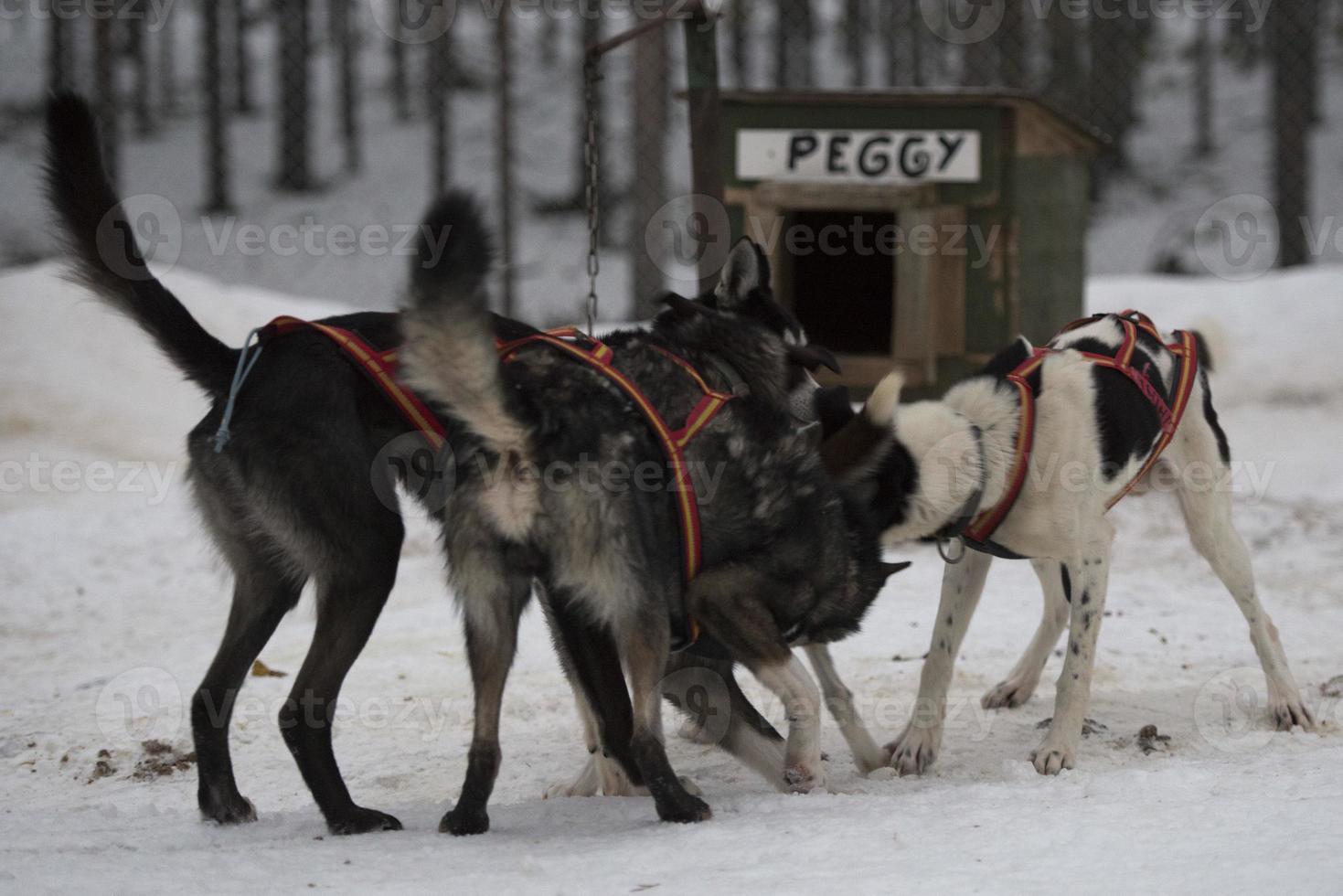 sledding in lapland photo